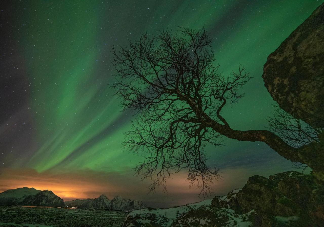 Wildlife Panorama Lofoten Bostad Exterior photo